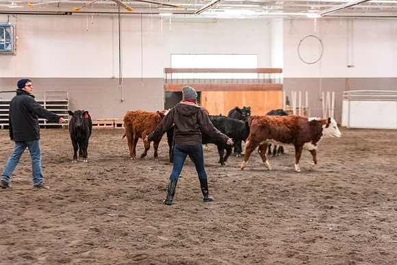 Students at BYU-Idaho work with the cattle at the Livestock Center by training the cattle to go where the students need them to go.