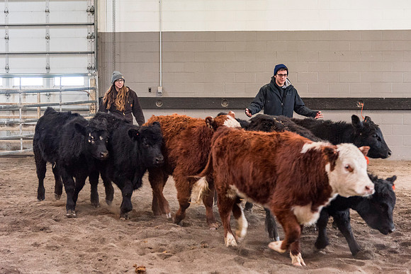 Students at BYU-Idaho work with the cattle at the Livestock Center by training the cattle to go where the students need them to go.