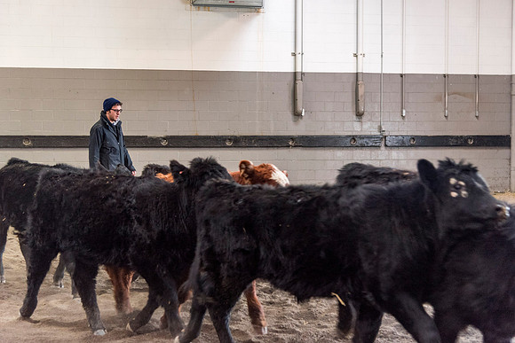 Students at BYU-Idaho work with the cattle at the Livestock Center by training the cattle to go where the students need them to go.