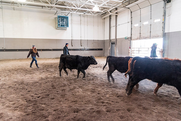 Students at BYU-Idaho work with the cattle at the Livestock Center by training the cattle to go where the students need them to go.
