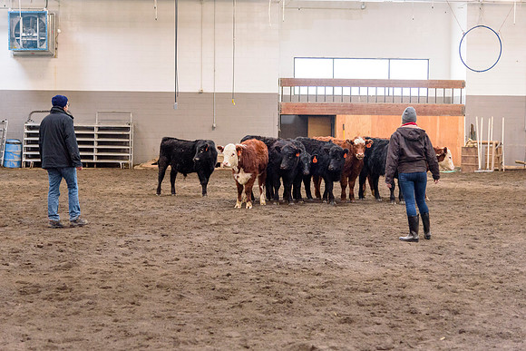Students at BYU-Idaho work with the cattle at the Livestock Center by training the cattle to go where the students need them to go.