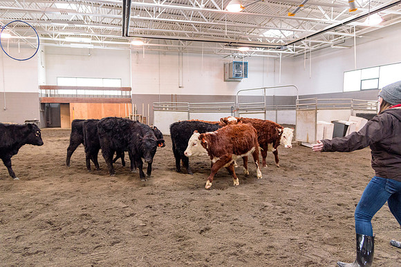 Students at BYU-Idaho work with the cattle at the Livestock Center by training the cattle to go where the students need them to go.