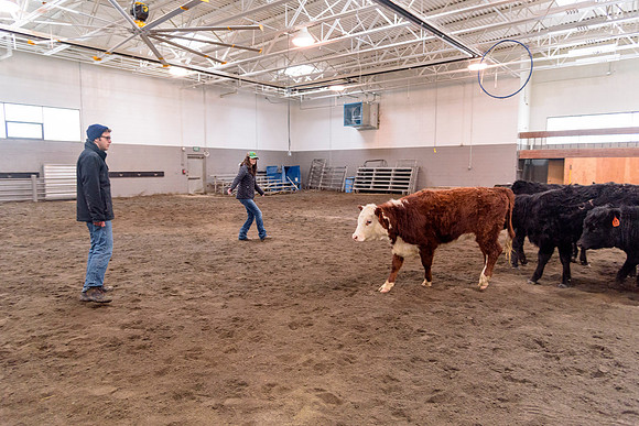 Students at BYU-Idaho work with the cattle at the Livestock Center by training the cattle to go where the students need them to go.