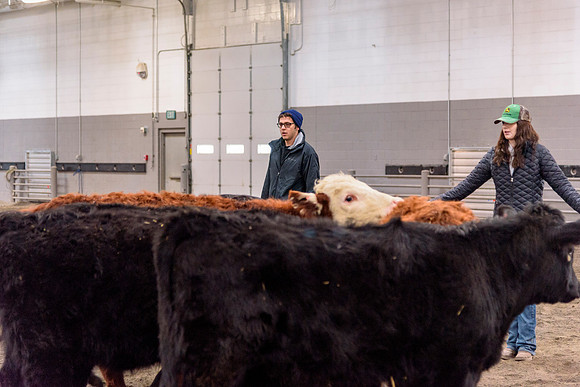 Students at BYU-Idaho work with the cattle at the Livestock Center by training the cattle to go where the students need them to go.