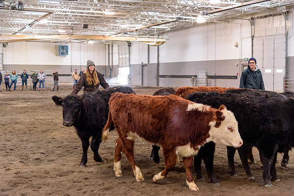 Students at BYU-Idaho work with the cattle at the Livestock Center by training the cattle to go where the students need them to go.