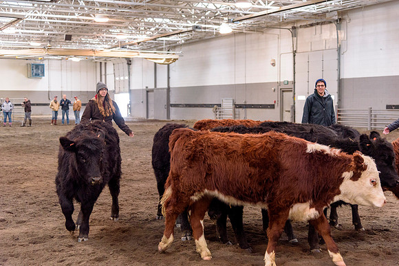 Students at BYU-Idaho work with the cattle at the Livestock Center by training the cattle to go where the students need them to go.