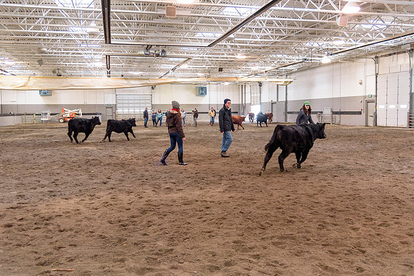 Students at BYU-Idaho work with the cattle at the Livestock Center by training the cattle to go where the students need them to go.