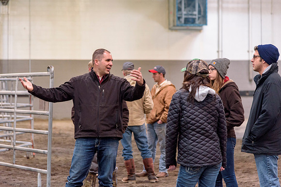 Students at BYU-Idaho work with the cattle at the Livestock Center by training the cattle to go where the students need them to go.