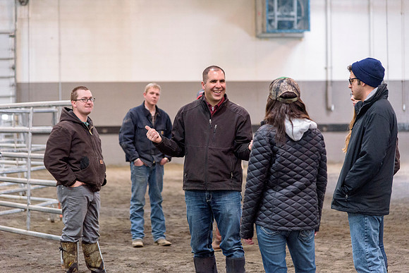 Students at BYU-Idaho work with the cattle at the Livestock Center by training the cattle to go where the students need them to go.