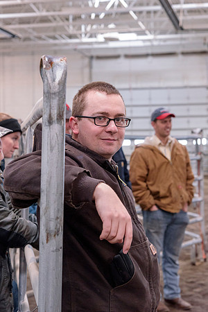 Students at BYU-Idaho work with the cattle at the Livestock Center by training the cattle to go where the students need them to go.