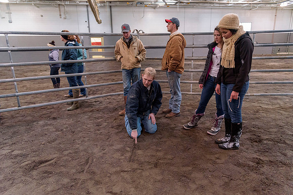 Students at BYU-Idaho work with the cattle at the Livestock Center by training the cattle to go where the students need them to go.