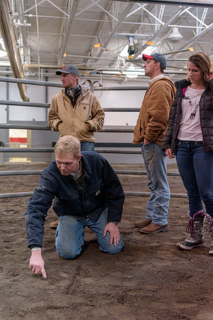 Students at BYU-Idaho work with the cattle at the Livestock Center by training the cattle to go where the students need them to go.