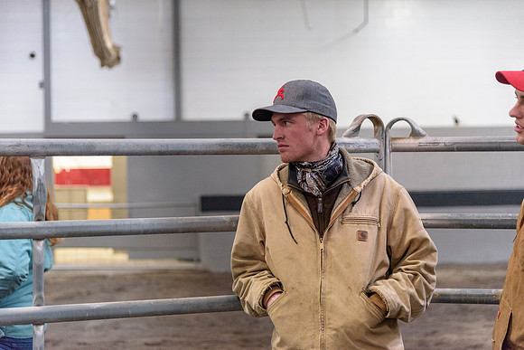 Students at BYU-Idaho work with the cattle at the Livestock Center by training the cattle to go where the students need them to go.