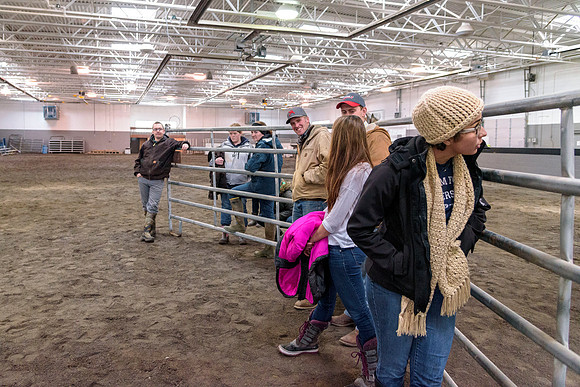 Students at BYU-Idaho work with the cattle at the Livestock Center by training the cattle to go where the students need them to go.