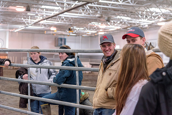 Students at BYU-Idaho work with the cattle at the Livestock Center by training the cattle to go where the students need them to go.
