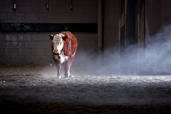 Students at BYU-Idaho work with the cattle at the Livestock Center by training the cattle to go where the students need them to go.