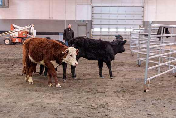 Students at BYU-Idaho work with the cattle at the Livestock Center by training the cattle to go where the students need them to go.