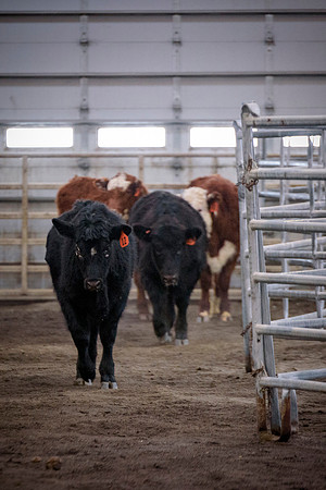 Students at BYU-Idaho work with the cattle at the Livestock Center by training the cattle to go where the students need them to go.