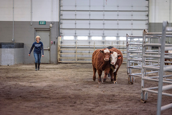 Students at BYU-Idaho work with the cattle at the Livestock Center by training the cattle to go where the students need them to go.