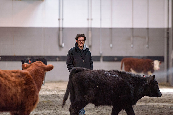 Students at BYU-Idaho work with the cattle at the Livestock Center by training the cattle to go where the students need them to go.