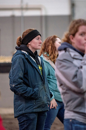 Students at BYU-Idaho work with the cattle at the Livestock Center by training the cattle to go where the students need them to go.