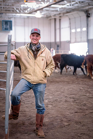Students at BYU-Idaho work with the cattle at the Livestock Center by training the cattle to go where the students need them to go.