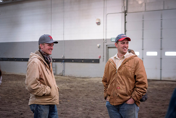 Students at BYU-Idaho work with the cattle at the Livestock Center by training the cattle to go where the students need them to go.
