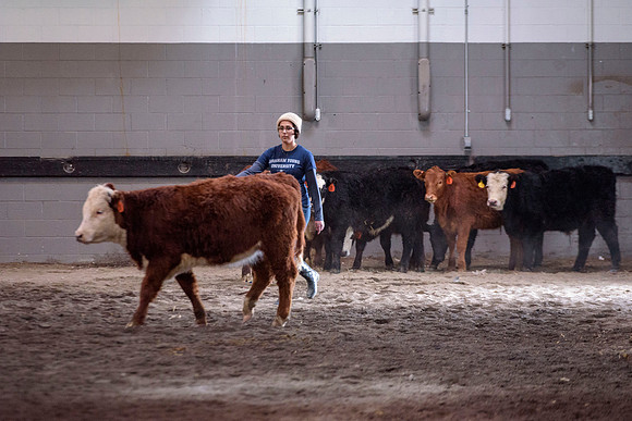 Students at BYU-Idaho work with the cattle at the Livestock Center by training the cattle to go where the students need them to go.