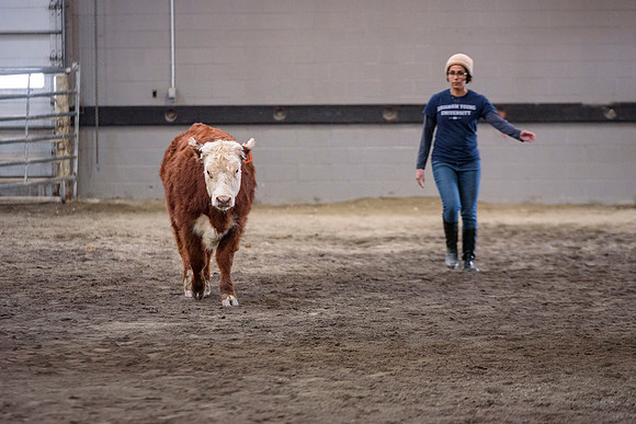 Students at BYU-Idaho work with the cattle at the Livestock Center by training the cattle to go where the students need them to go.