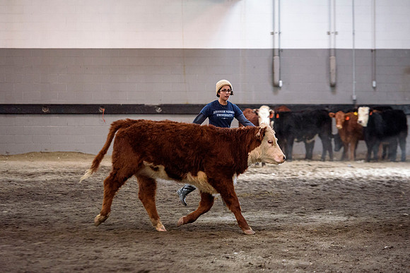 Students at BYU-Idaho work with the cattle at the Livestock Center by training the cattle to go where the students need them to go.