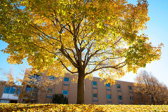 The beautiful colors of fall seen around campus.