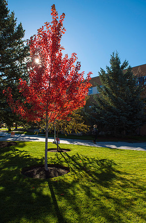 A Maple Tree on the North side of the Romney Building shows off it's fall colors on campus at BYU-Idaho.