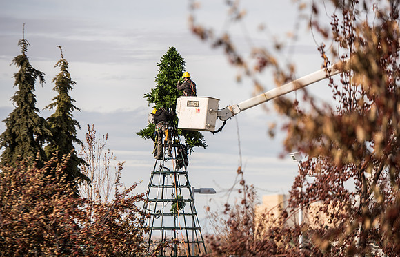The BYU-Idaho ground keeping crew set up a christmas tree in front of the Taylor chapel. Fall Semester.