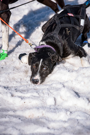 The centennial race of Ashton, Idaho's dog sledding race.