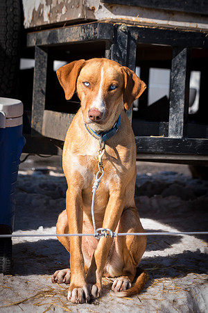 The centennial race of Ashton, Idaho's dog sledding race.