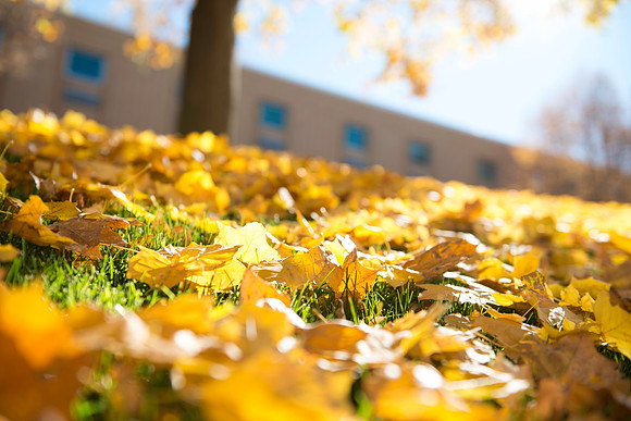 The beautiful colors of fall seen around campus.