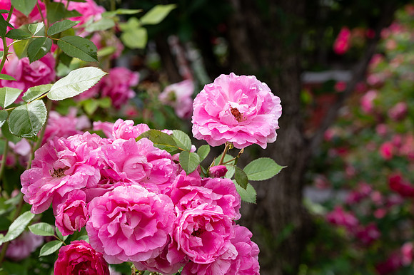 Campus Flowers - June 2025