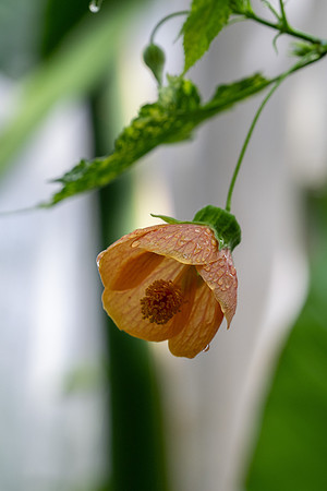 Nature on Campus - Aug 2024