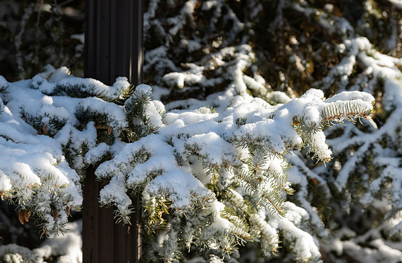 Spring snow.