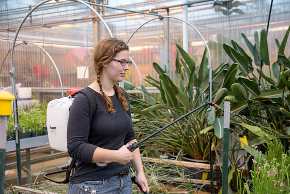 Students working in the greenhouse, located at the Benson.