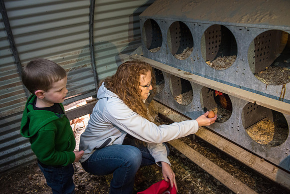 Karen Peacock, gathering chicken eggs with her grandson.