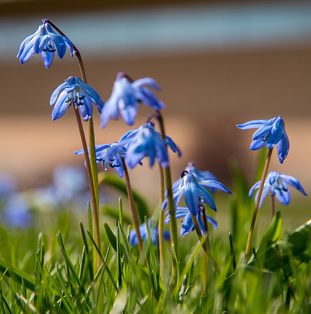 Spring time at BYU-Idaho.