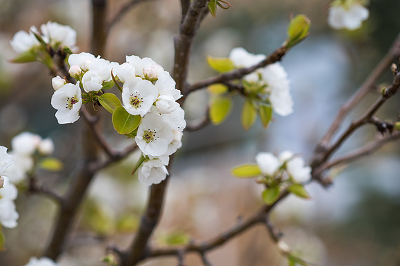 Trees on campus begin to blossom for the the Spring 2017 Semester.