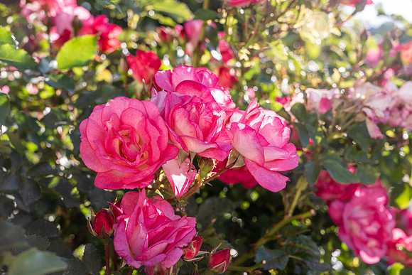 Nature on Campus - Aug 2024