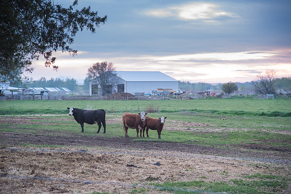Spring in the Rexburg Area.