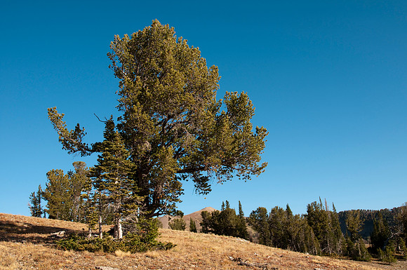 Targhee Creek Trail - Sept 2009