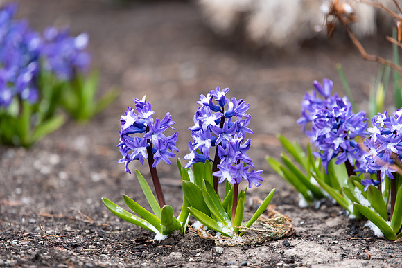 First Day of Spring Semester - Apr 2021