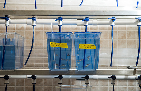 Caleb Bailey, a Biology Professor mentors Student-Mentored research, using zebra fish to study cancer metastasis.