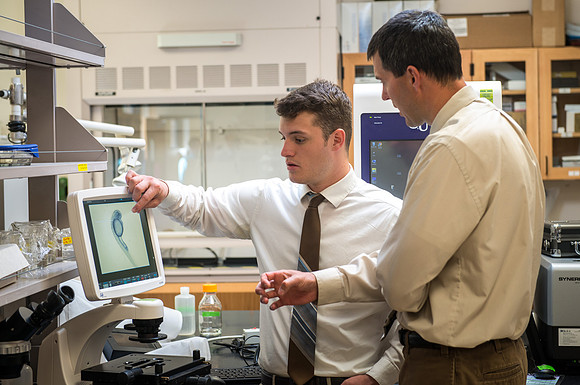 Caleb Bailey, a Biology Professor mentors Student-Mentored research, using zebra fish to study cancer metastasis.