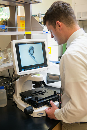 Caleb Bailey, a Biology Professor mentors Student-Mentored research, using zebra fish to study cancer metastasis.